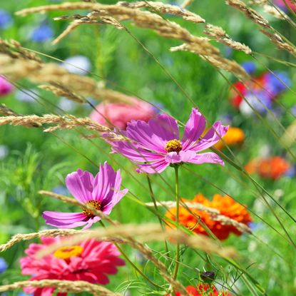 Meadow with flowers and grasses
