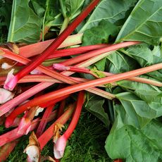 freshly harvested rhubarb 