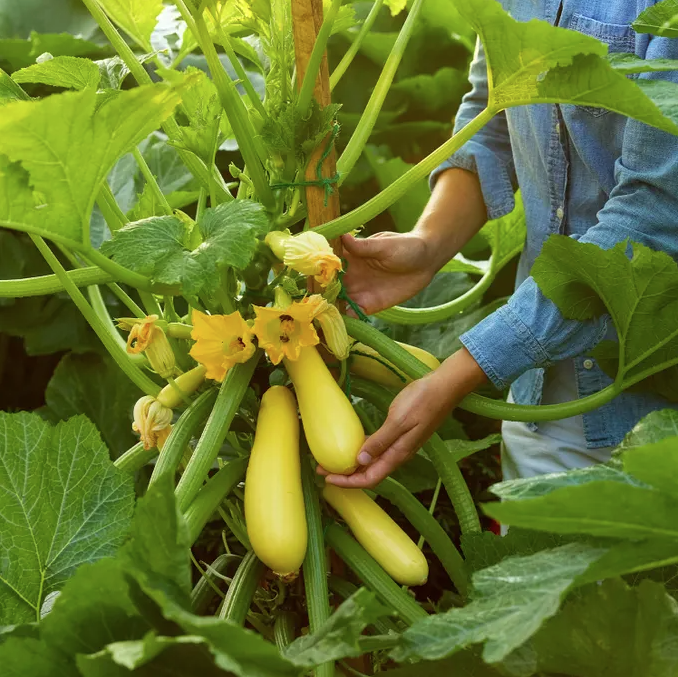 Rise and Shine Summer Squash Seeds
