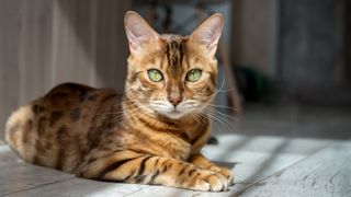 a wild-looking stripey cat with green eyes laying down and looking into the camera