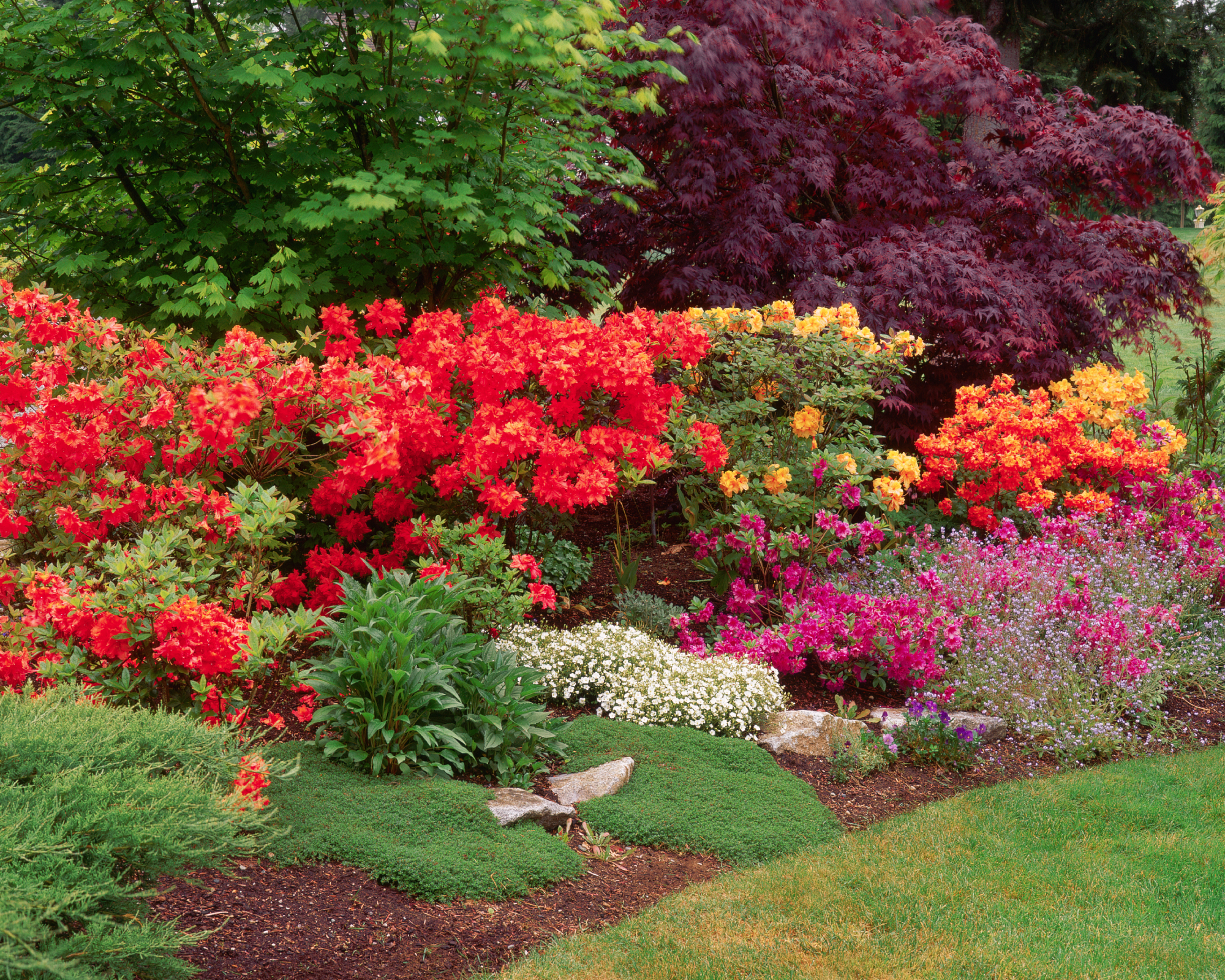 Small azaleas in landscape design