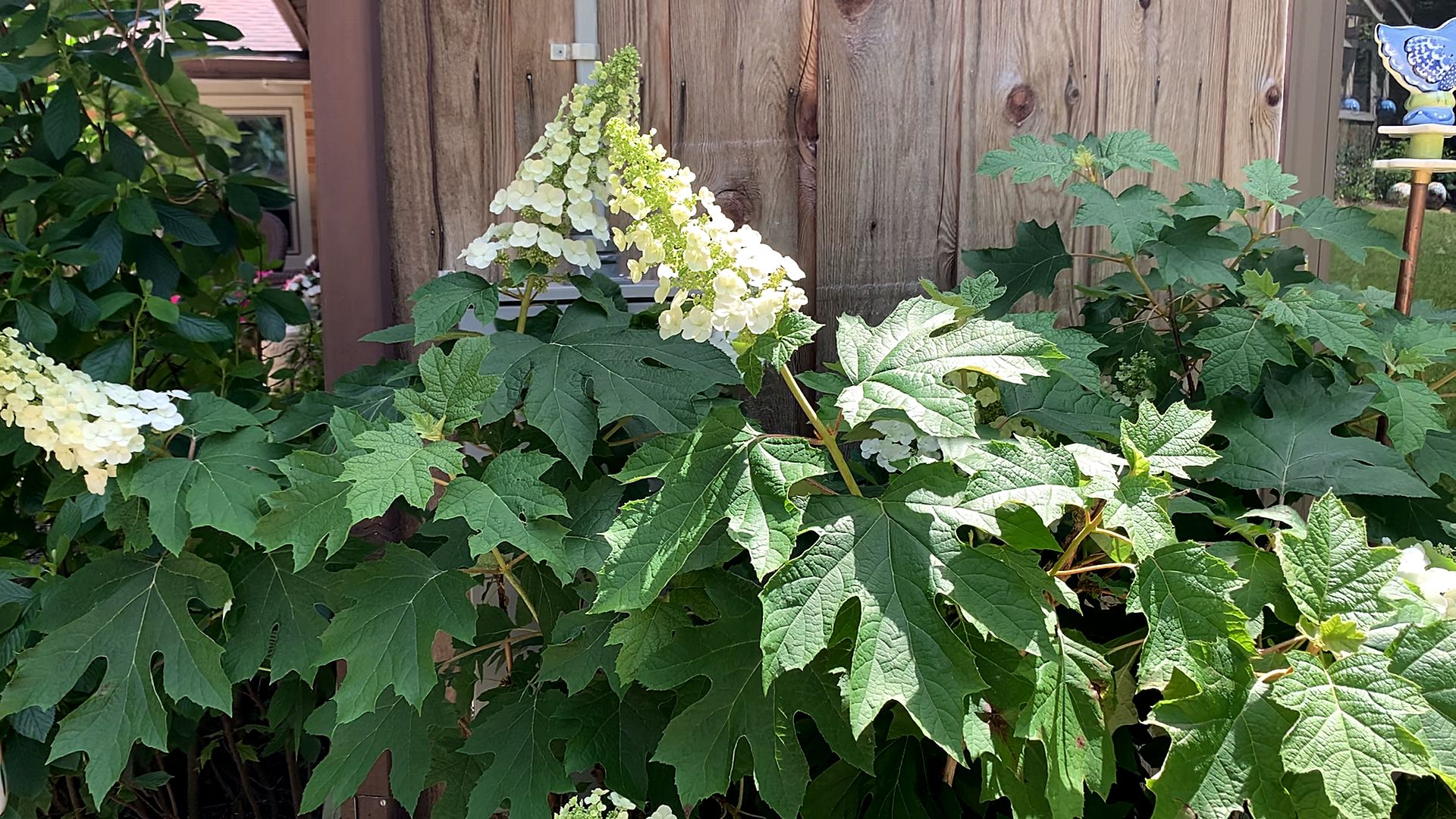 Hydrangea Plant Types: Different Hydrangea Plants For The Garden ...