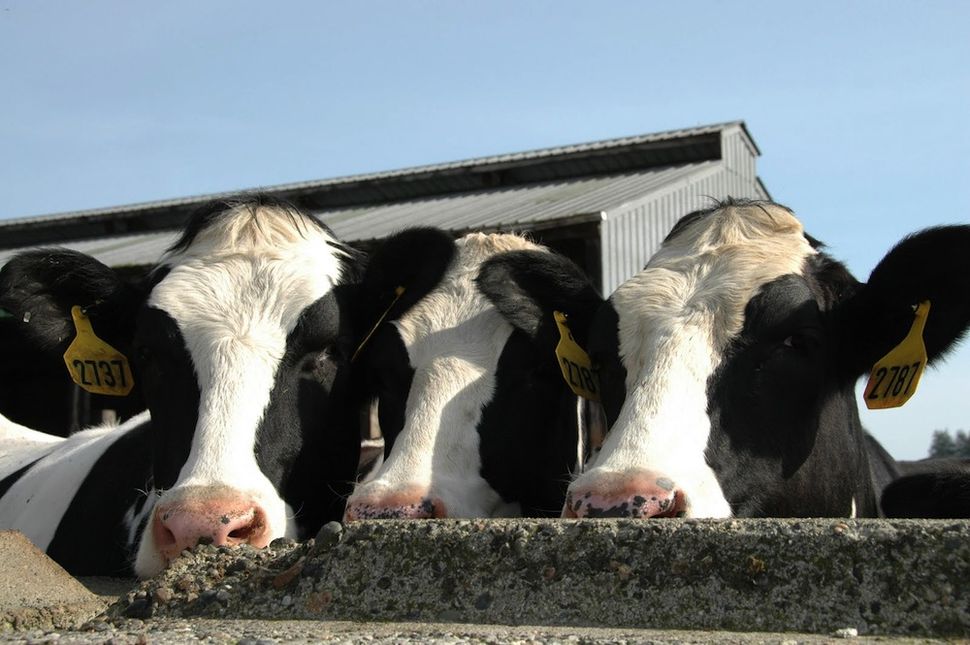 Herbivores Facts About Plant Eaters Live Science