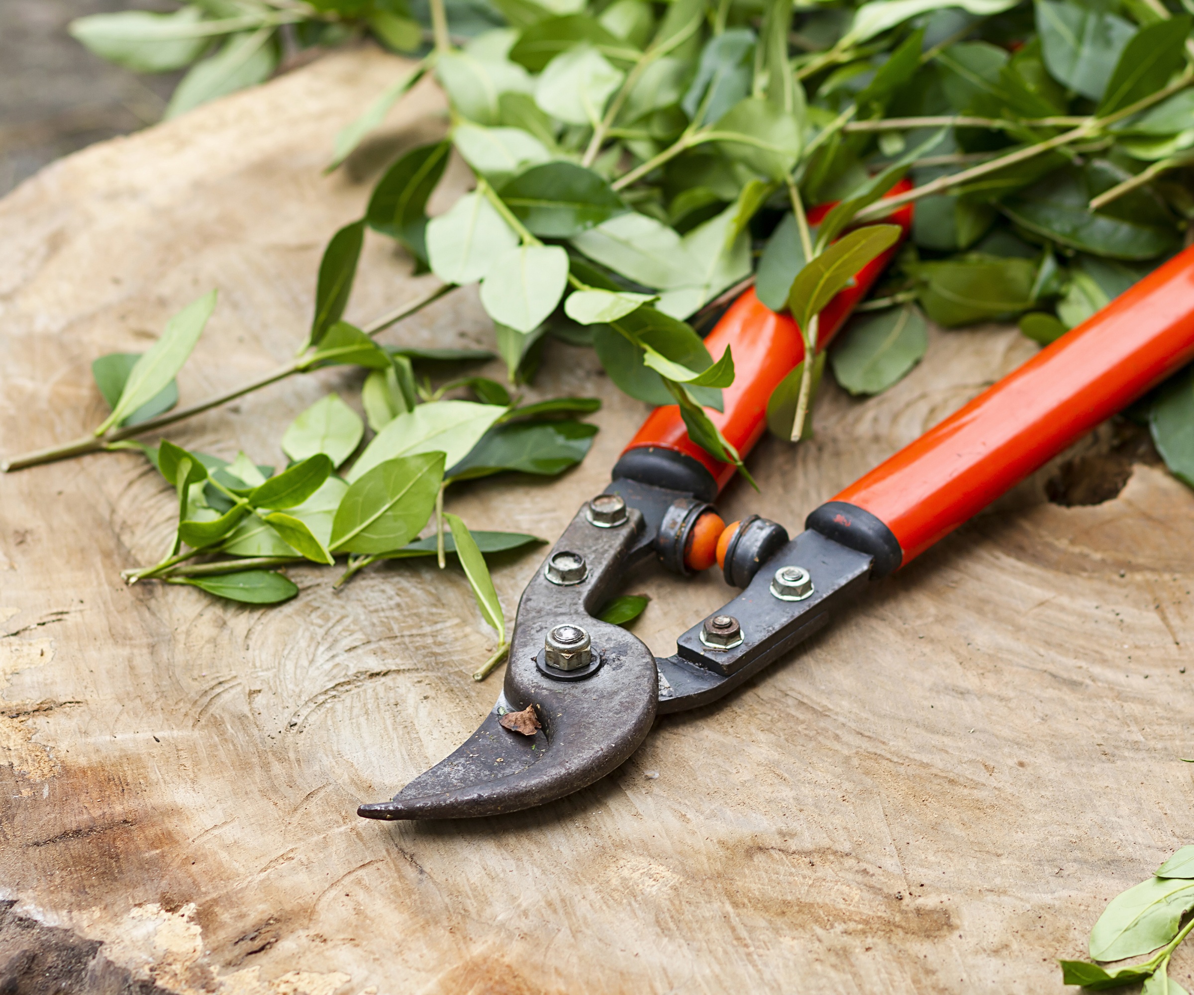loppers, secateurs and cuttings