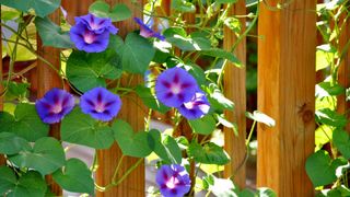 Blue morning glory flowers climbing a fence