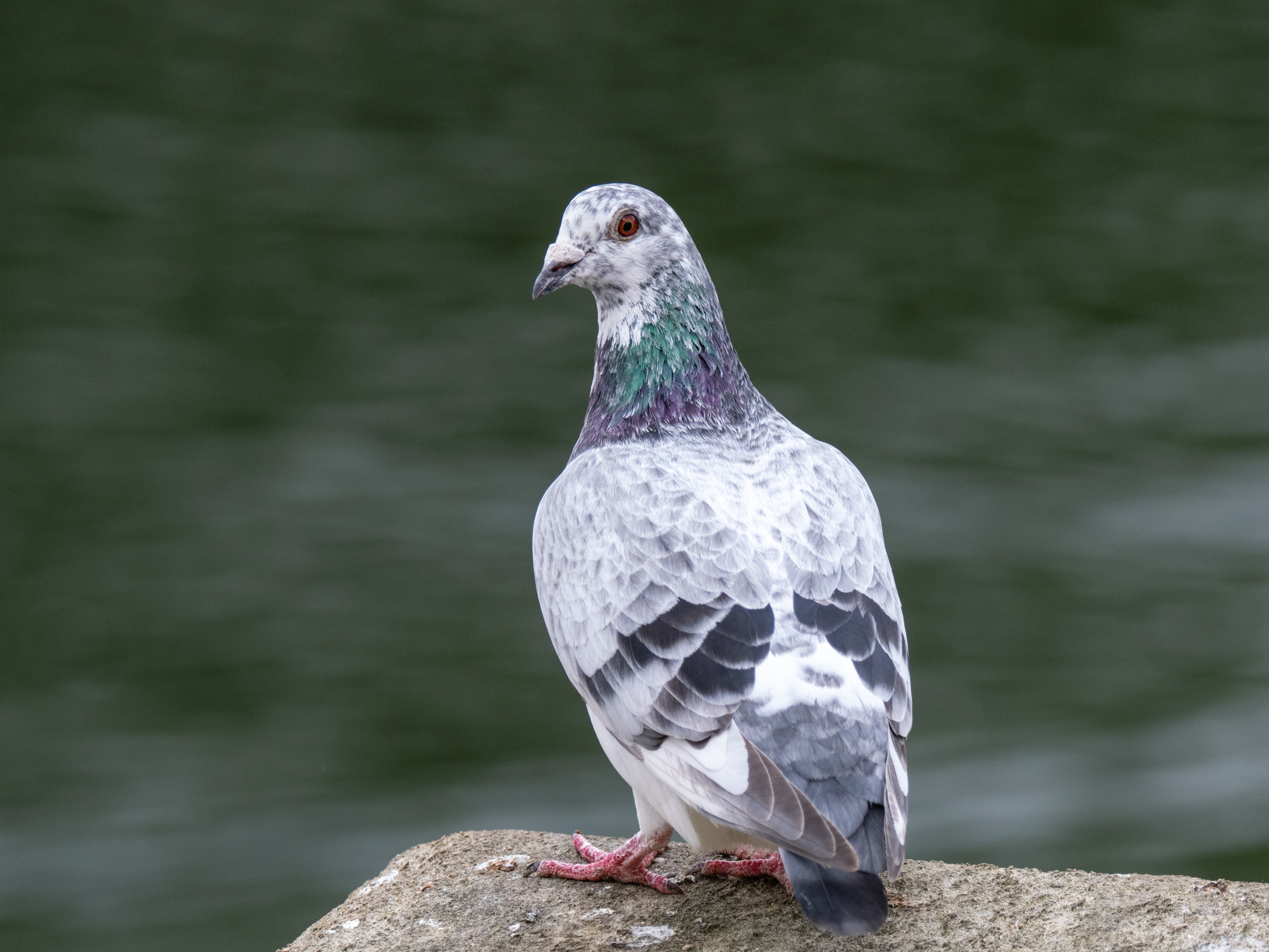 Photo of a pigeon taken with the Olympus OM-1 Mark II