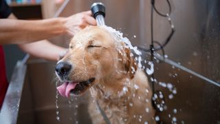 How to give a dog a bath