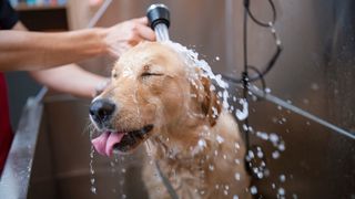 Where to bathe store a dog