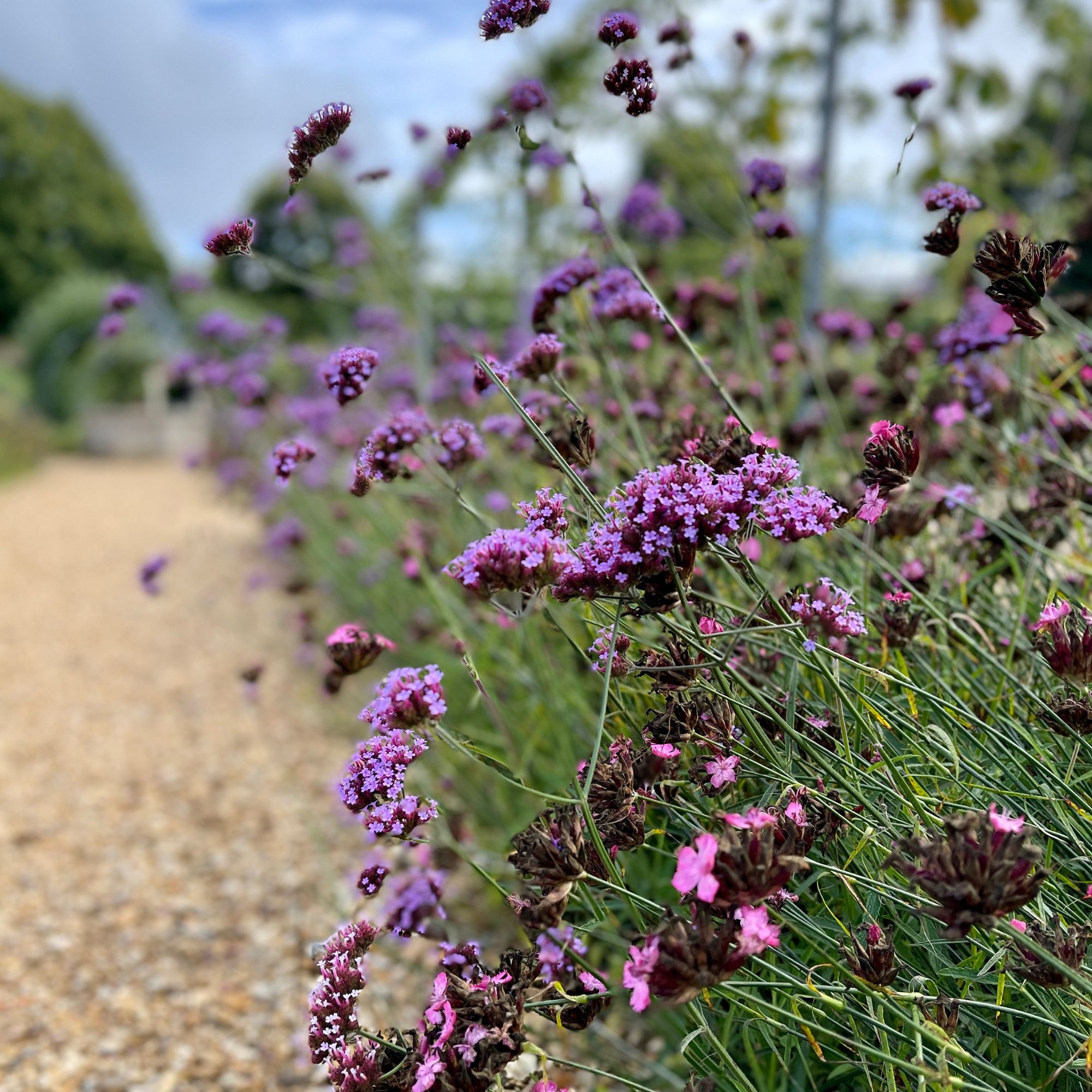 Verbena bonariensis flowers growing in garden