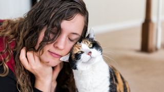 Calico cat head butting woman