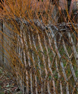 Living willow fence