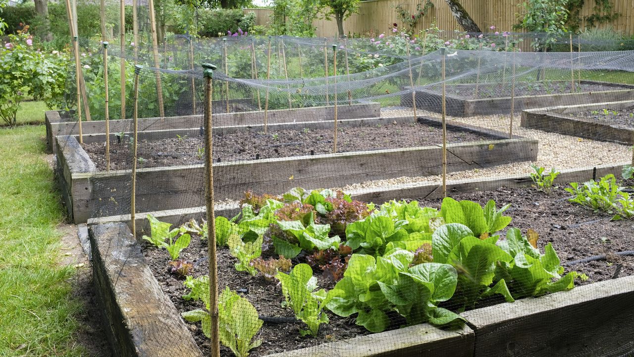 Railroad tie raised beds