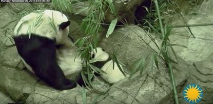 Bei Bei takes his first steps.