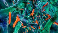 Illustration shows orange, rod-shaped bacterial cells in a greenish-blue film