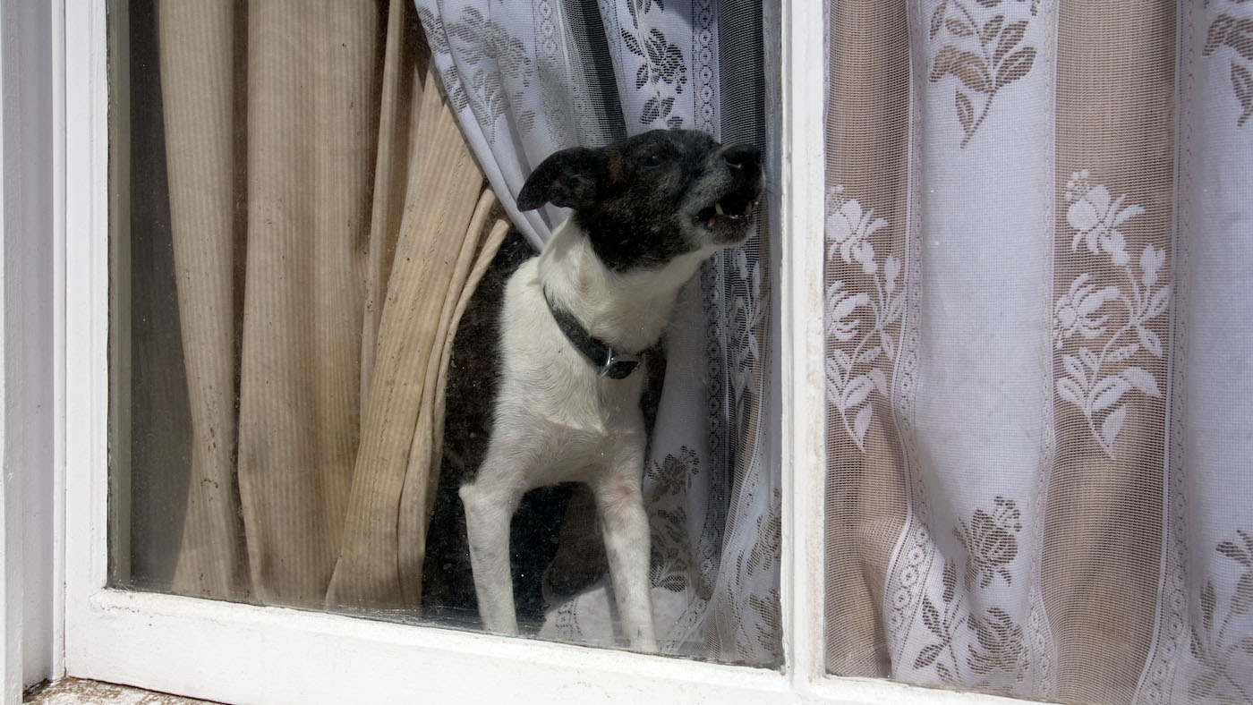 Dog barking at the window: how to stop dogs barking