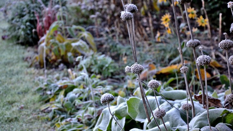 how to protect plants from frost in a garden border