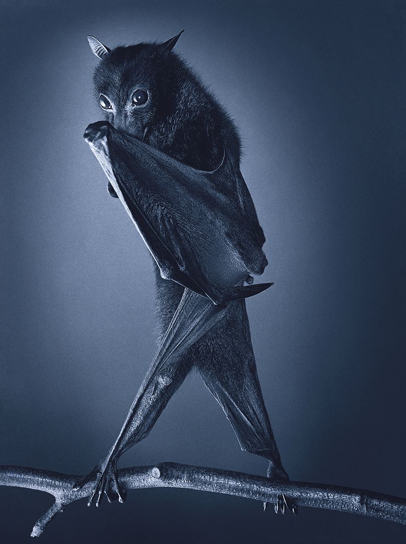 Tim Flach