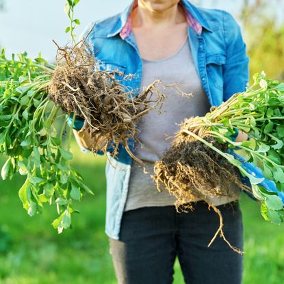 Woman in a blue shirt and gardening gloves holding a divided sedum plant with roots in her hands.