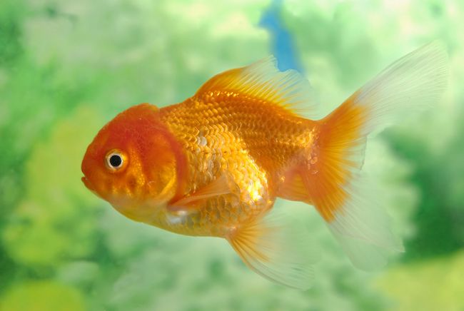 Do Goldfish Prefer Bach or Stravinsky? | Live Science