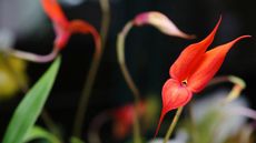 A rare Masdevallia Veitchiana Pacific Giant orchid