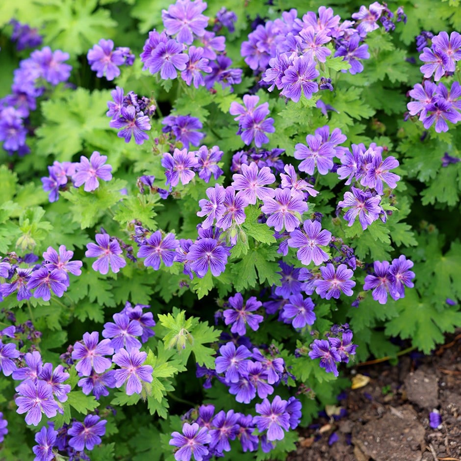 Geranium × Magnificum 'rosemoor'