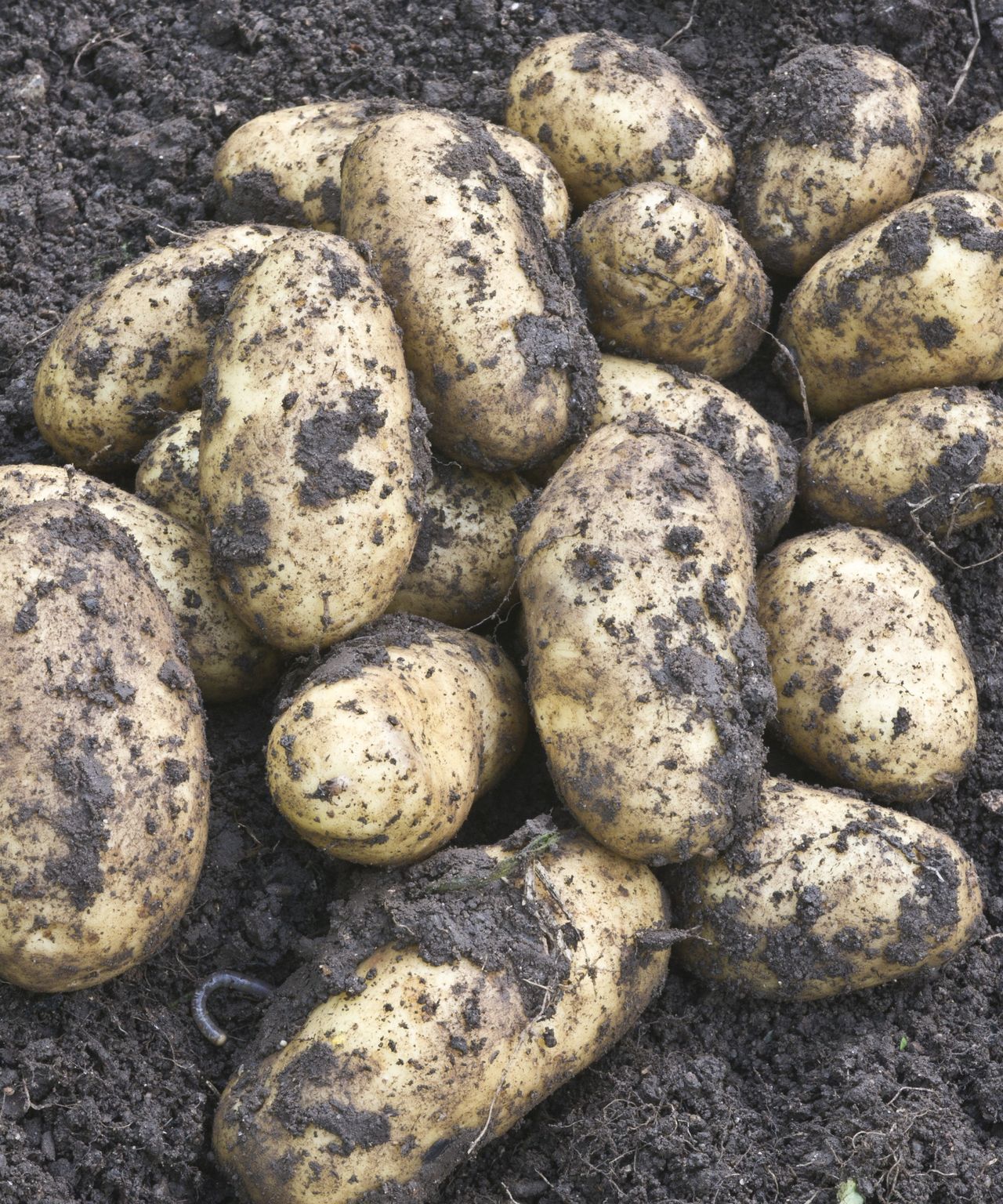 Best potato varieties 12 top crops for your vegetable patch Homes