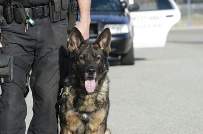 K9 police dog