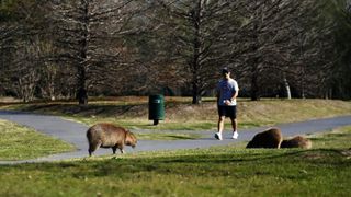 A local resident walks past capybaras in Nordelta on August 26.