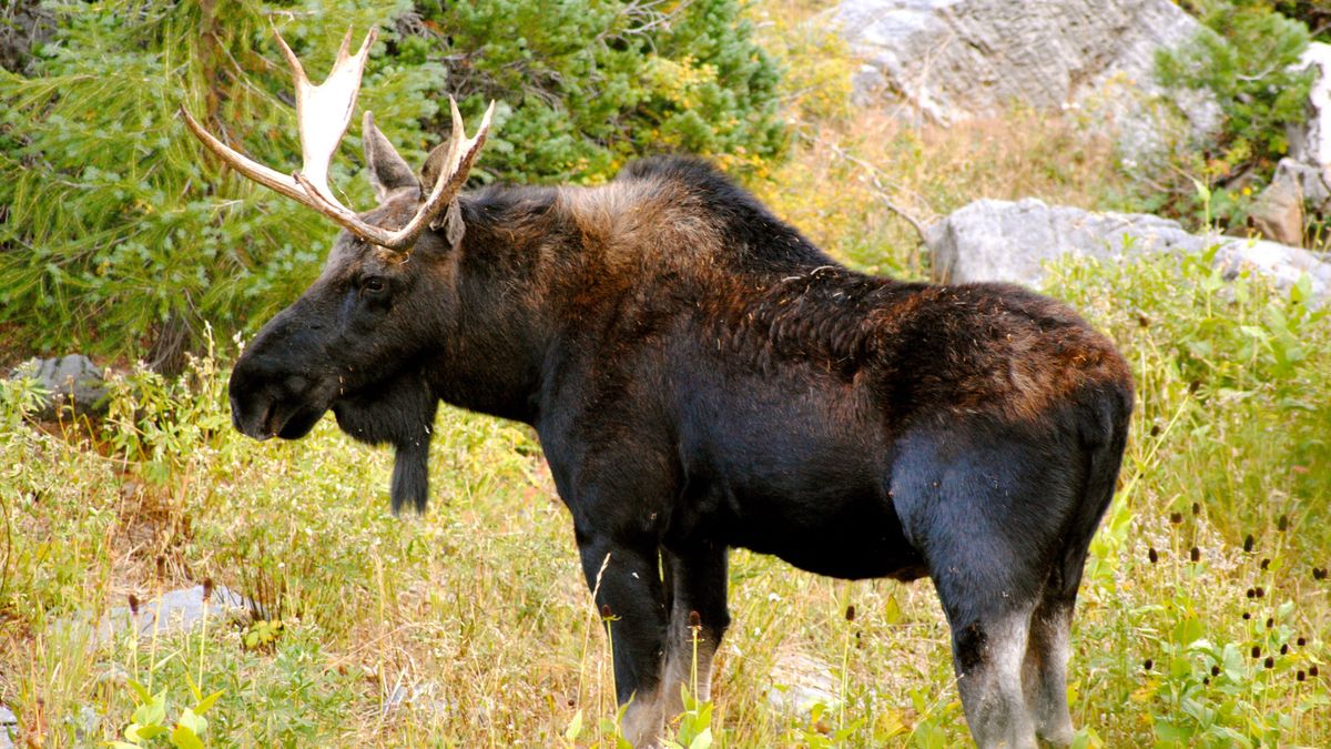 Moose in woodland, USA