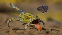 Close-up of a frog with green and black skin licking the ground, reaching upward toward a nearby flying butterfly