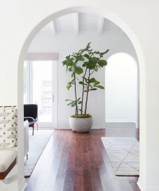 Looking through white arch doorway, white room with wood flooring, large planter with green plant