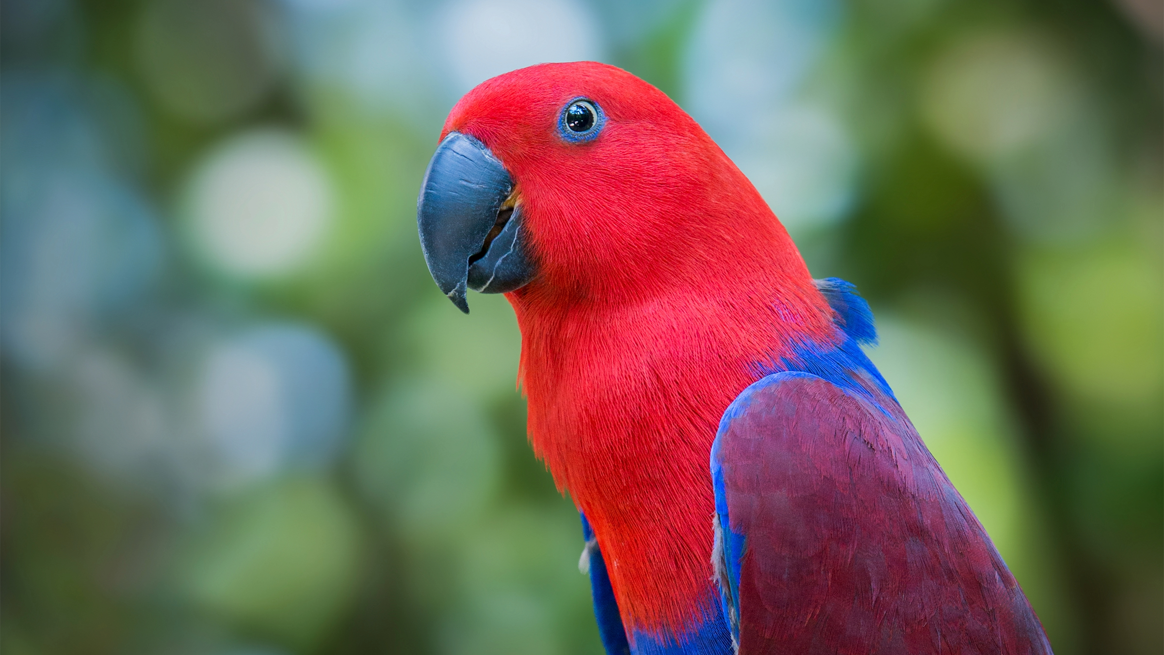 Eclectus Parrot