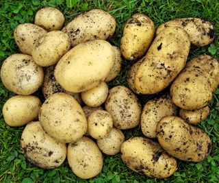 Harvested first early swift potatoes and charlotte potatoes