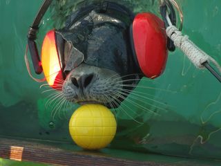 Harbor seal