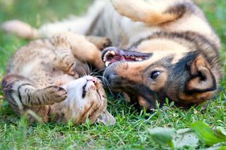 Dog and cat best friends playing together outdoors, lying on their backs.