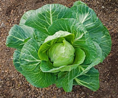 When to harvest cabbages growing throughout the seasons | Homes & Gardens