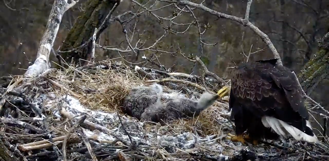 Bald eagles.