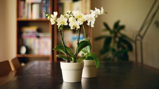 picture of two white orchids on a dining table