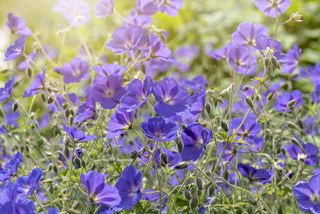 Geraniums in the garden