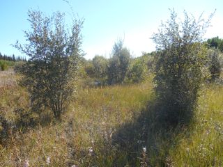 Willows growing within the dried lake boundary along Twelvemile Lake in Alaska.