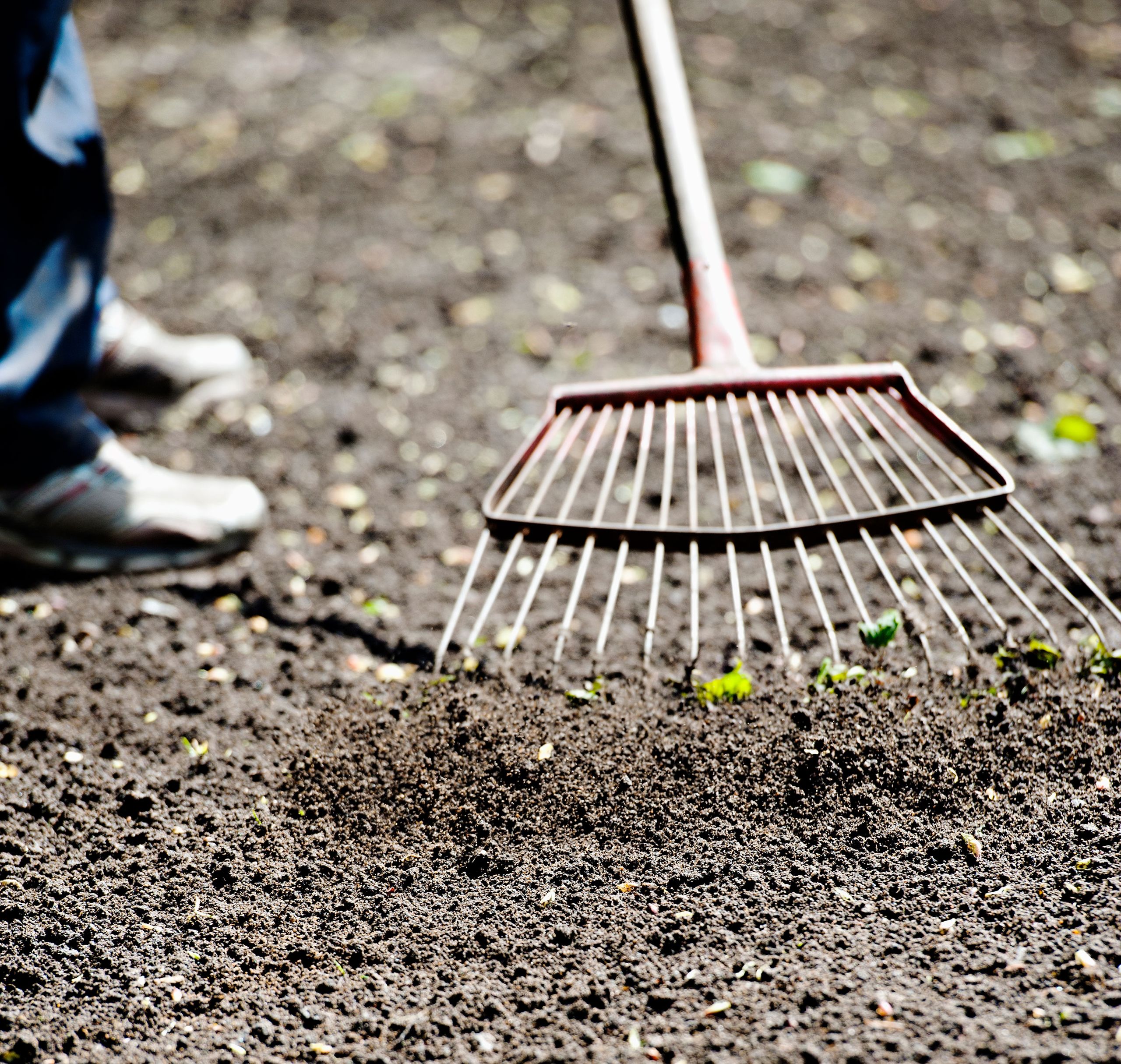 Grass seed lawn time plant when planting timing