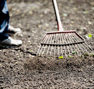 how to plant grass seed: raking soil