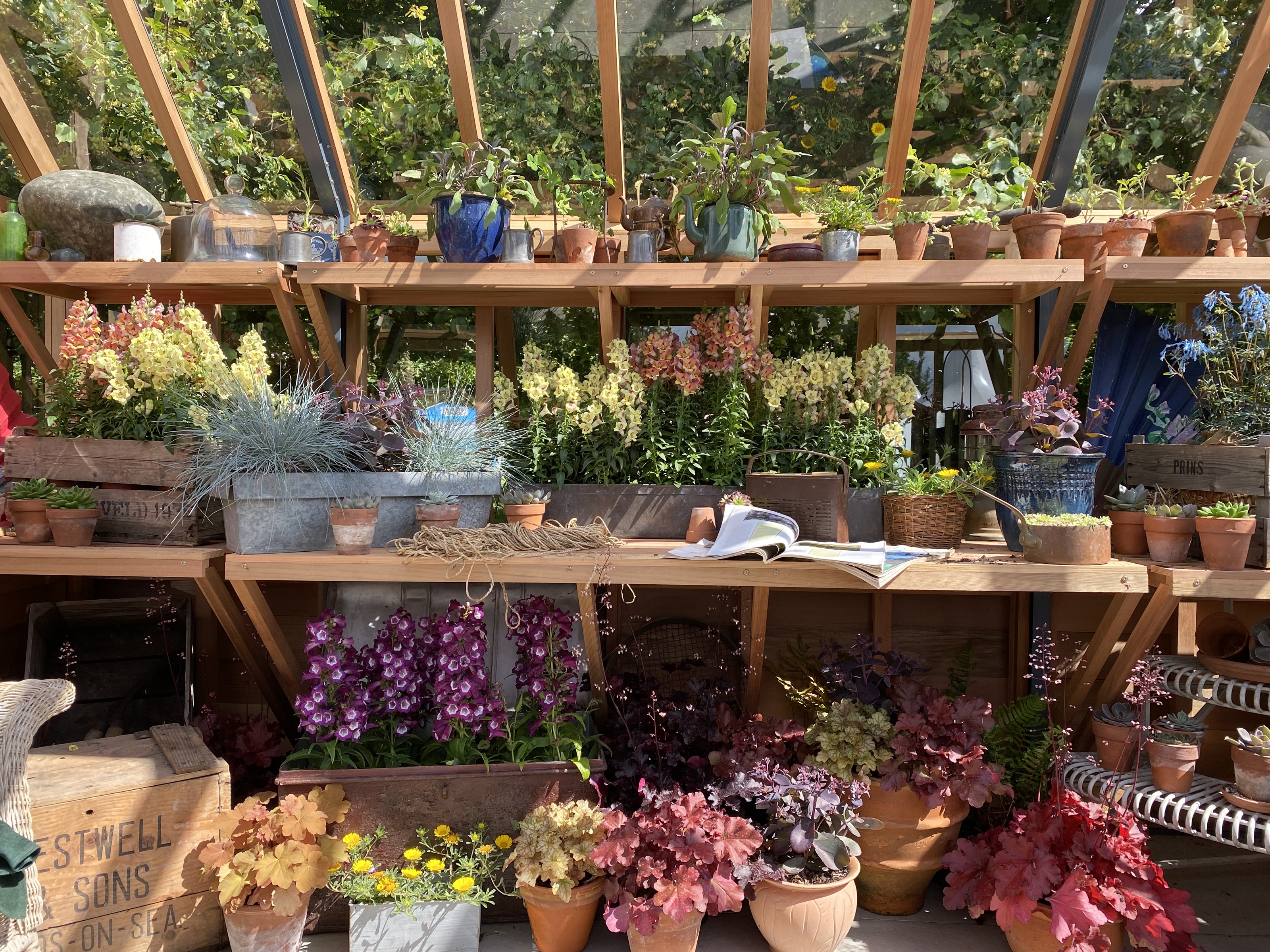 greenhouse staging in a timber framed greenhouse