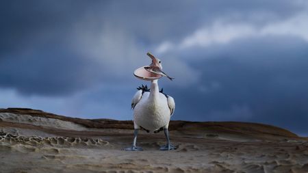 Pelican catches fish in mouth.