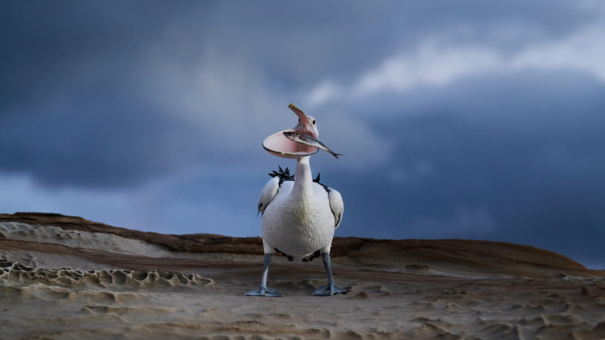 Pelican catches fish in mouth.