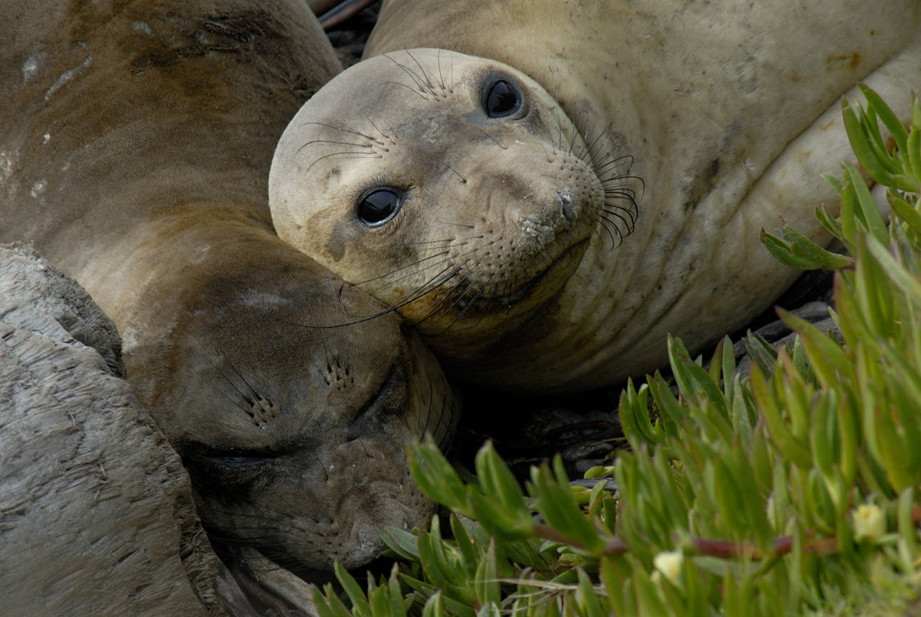 Snuggly seals