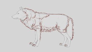 Pencil sketch of wolf with a winter mane