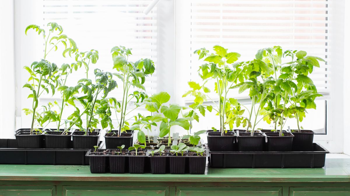 Sorry, But It’s Time to Toss Those Leggy Seedlings – Unless They’re One of These 6 Plants