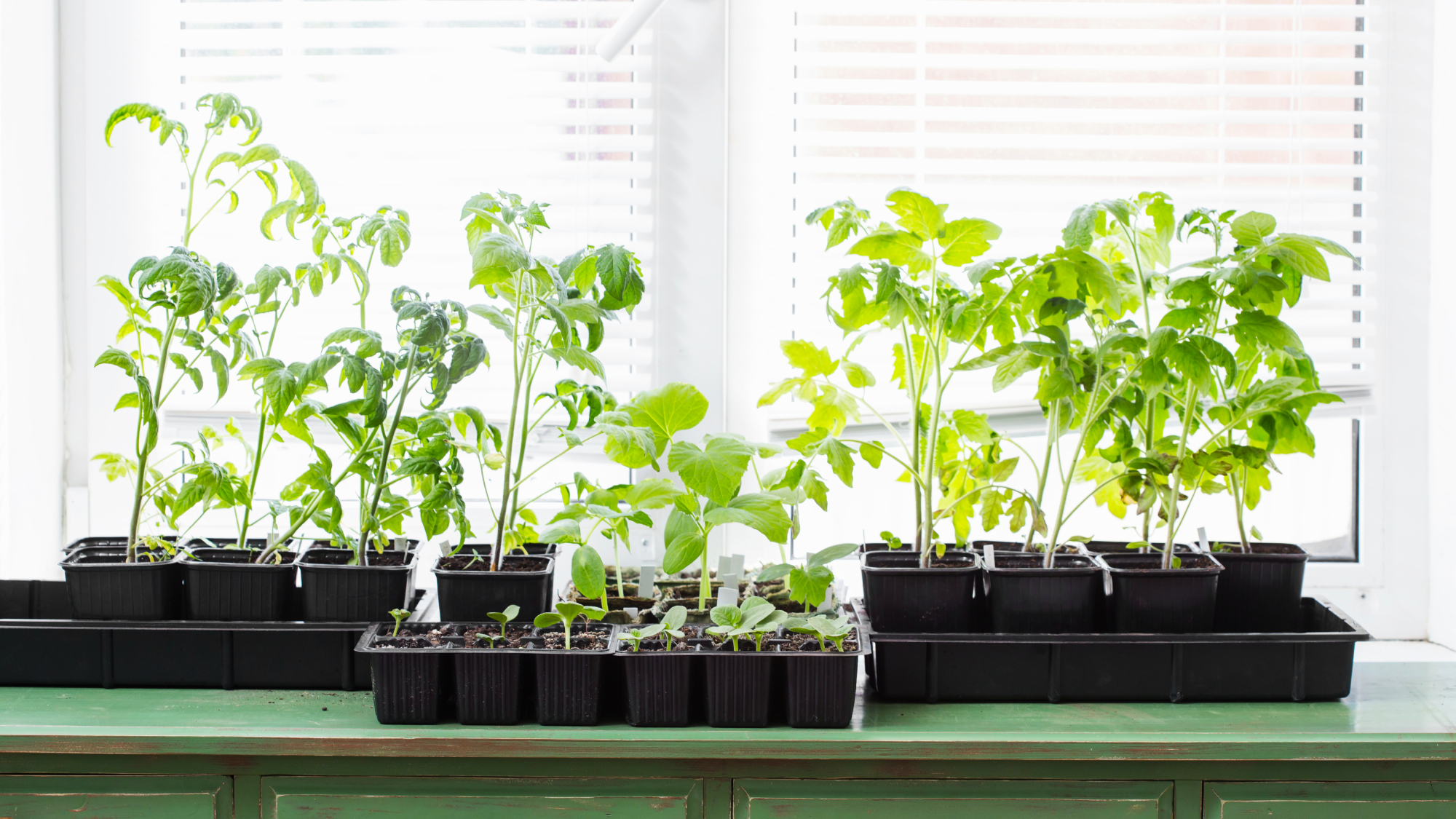 leggy seedlings on a table in front of a window
