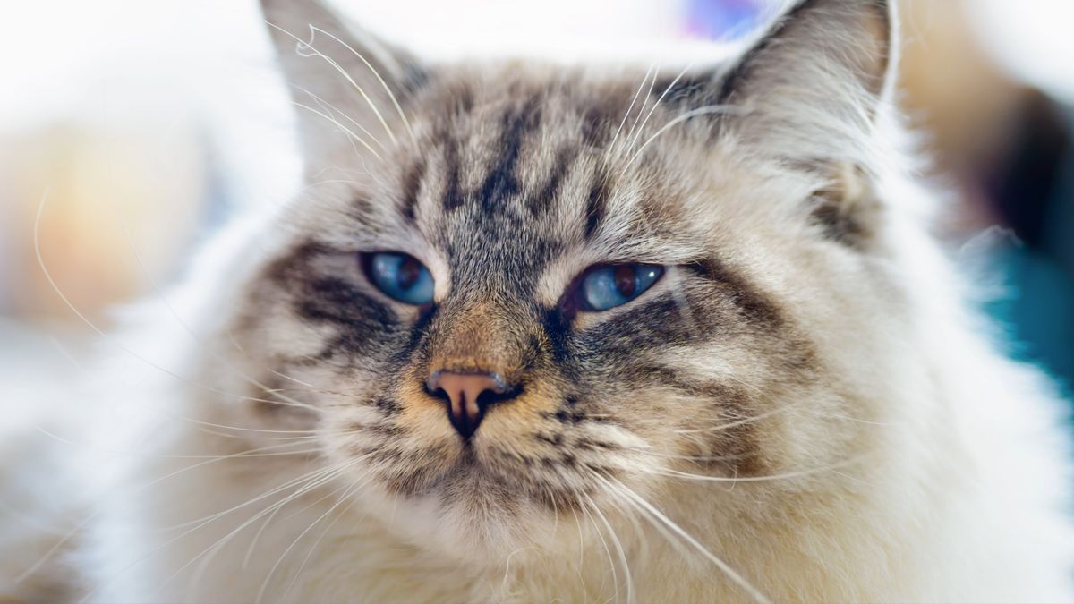 32 best cats for seniors PetsRadar